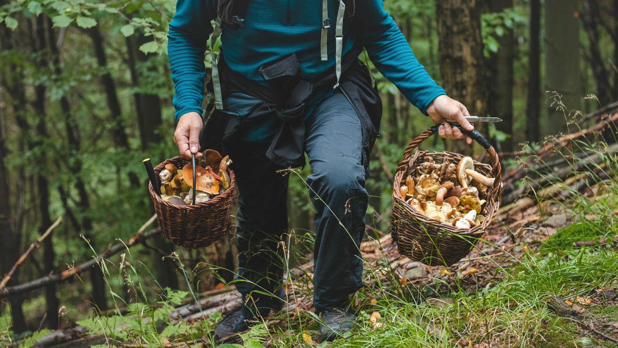 funghi velenosi e commestibili