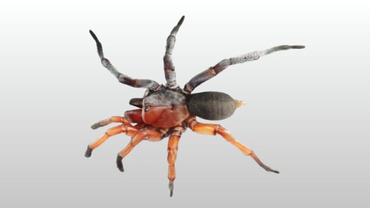 Nuova specie ragno