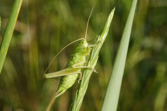 grilli rigenerazione arti