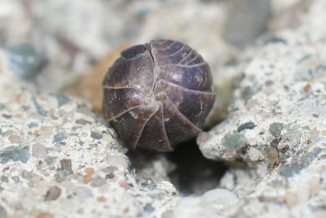 porcellino di terra chiuso