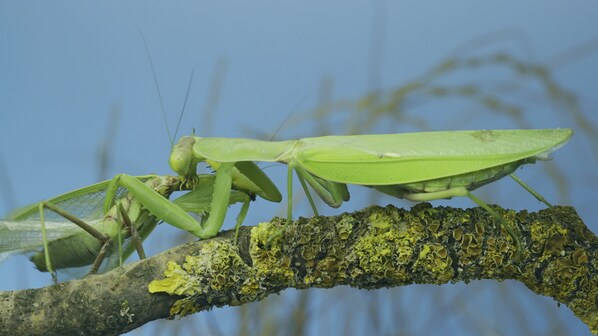 mantide religiosa cannibalismo