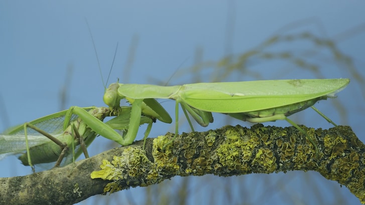 mantide religiosa cannibalismo