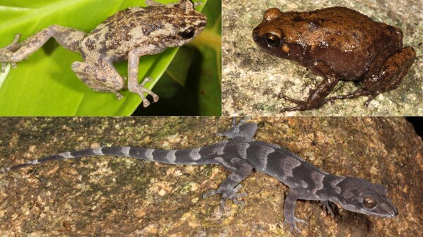 nuove specie australia