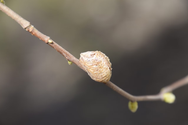 ooteca mantide religiosa