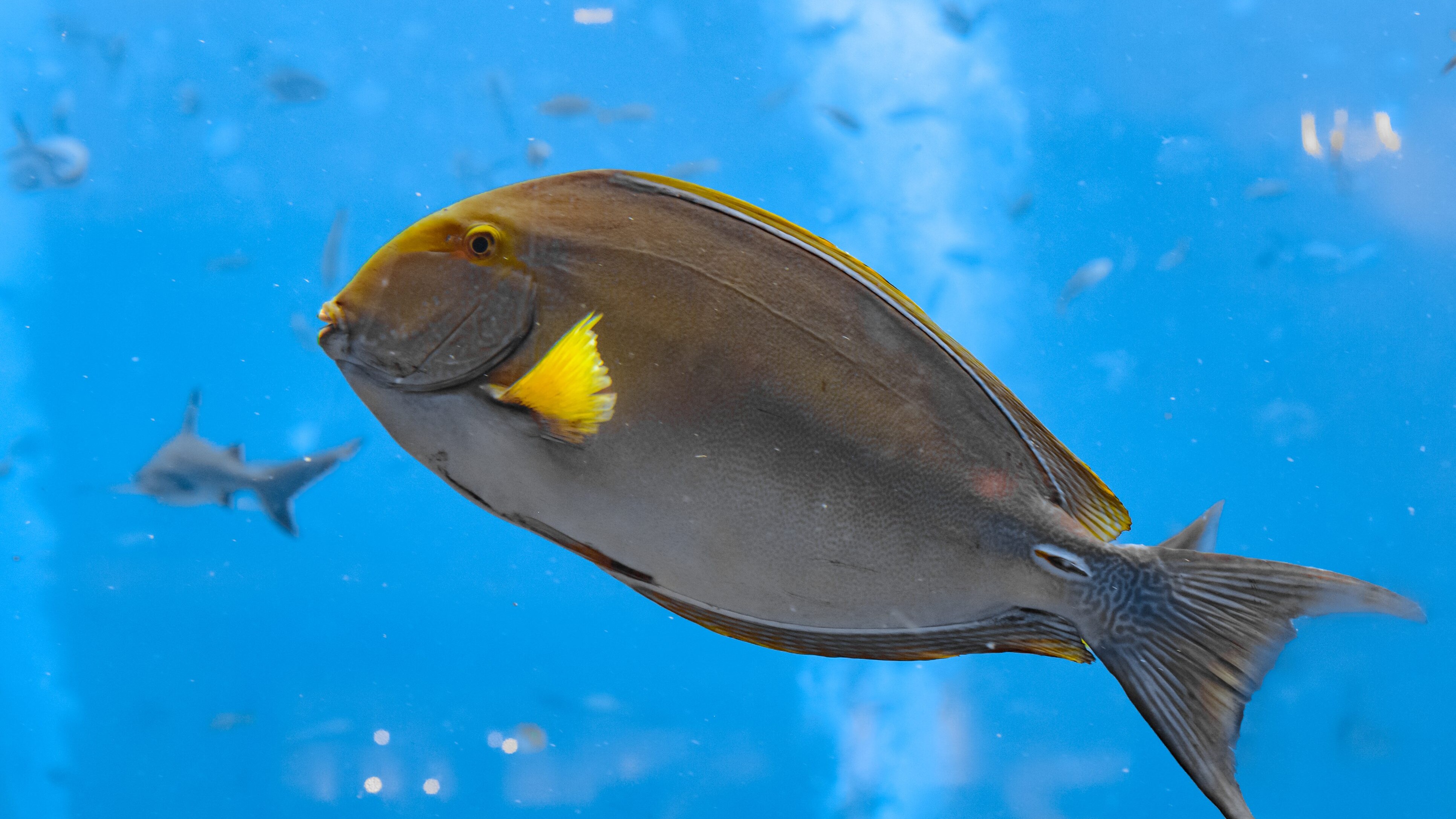 pesce chirurgo Sicilia