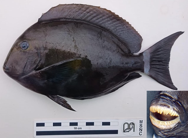 pesce chirurgo scoperta sicilia