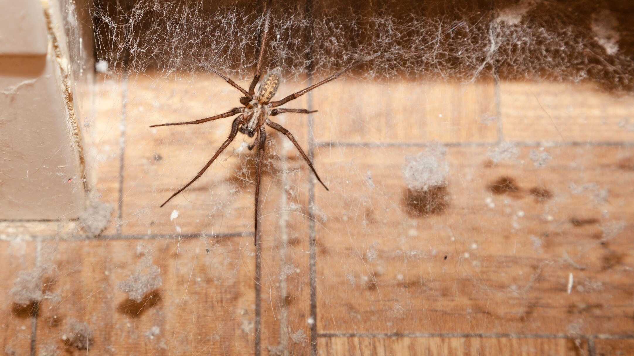 ragni in casa autunno