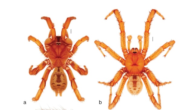 ragno botola maschio e femmina