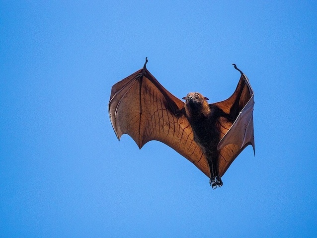 volpe volante malese