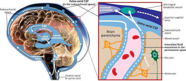 circolazione fluido cerebrale