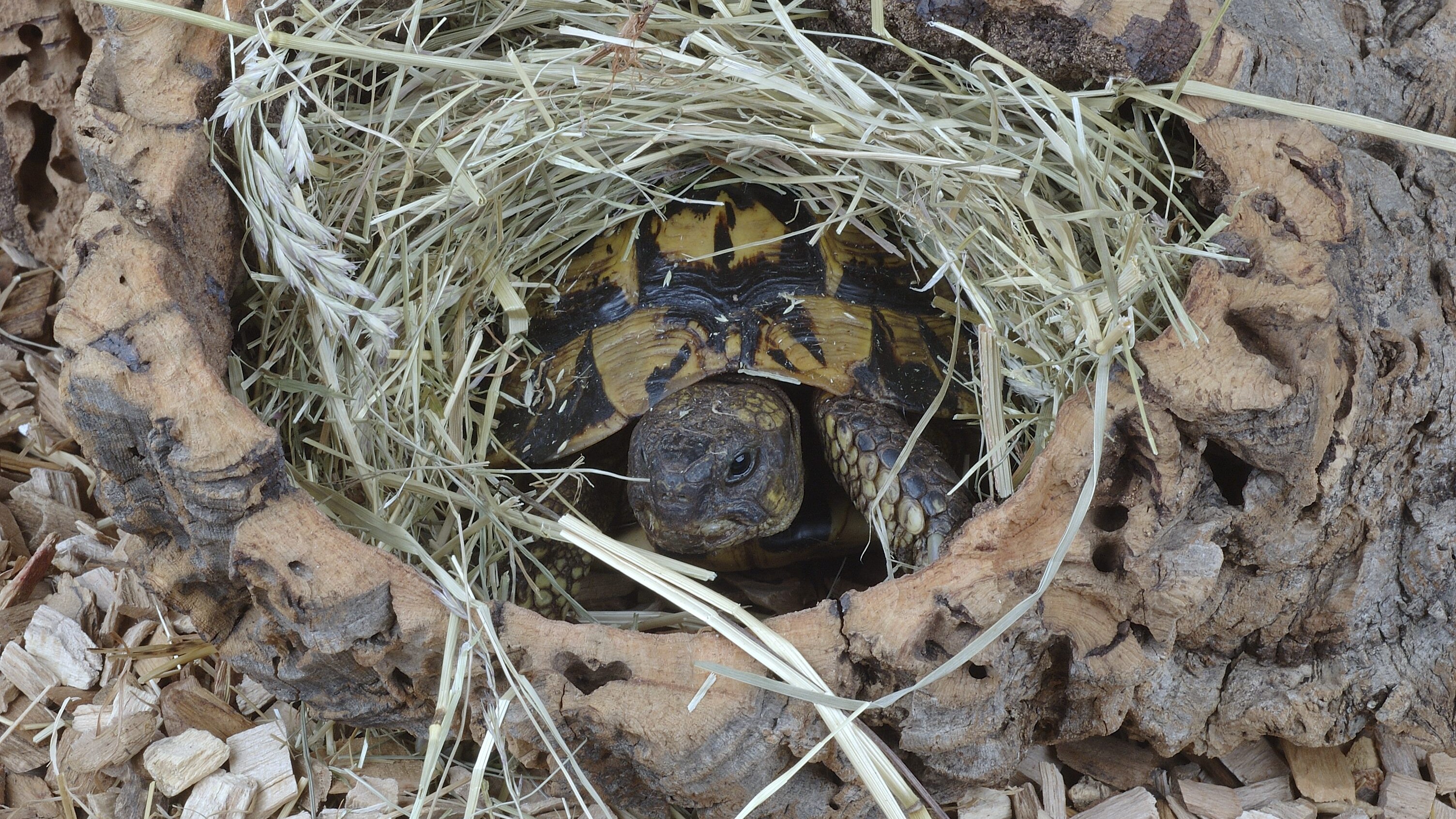 brumazione tartarughe