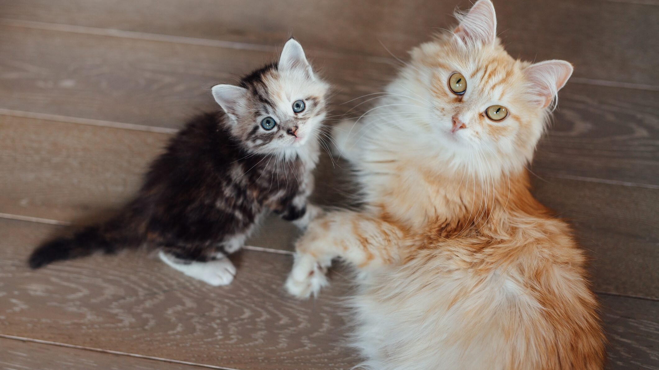 calcolare età gatti