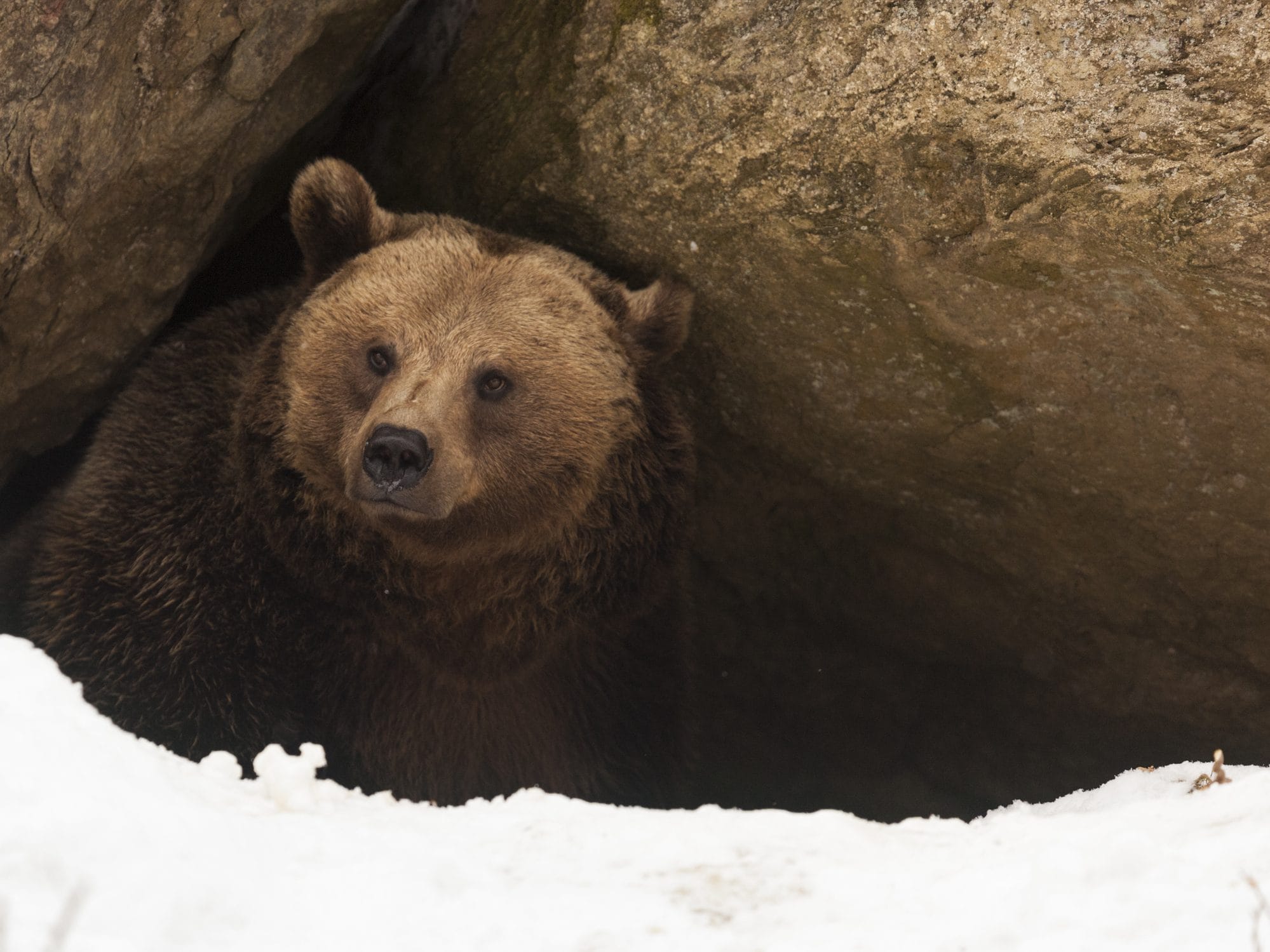 orso che esce dal letargo