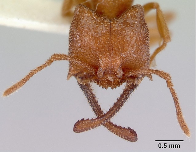 mandibole formica vampiro