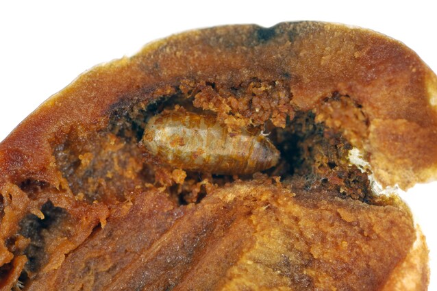 oliva danneggiata mosca dell'olivo