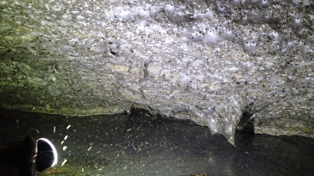 ragnatela più grande del mondo