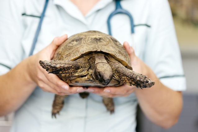 tartarughe veterinario