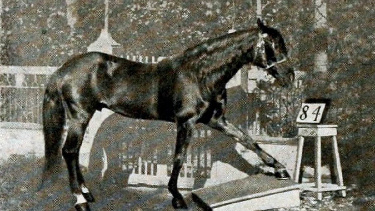 Hans il cavallo intelligente
