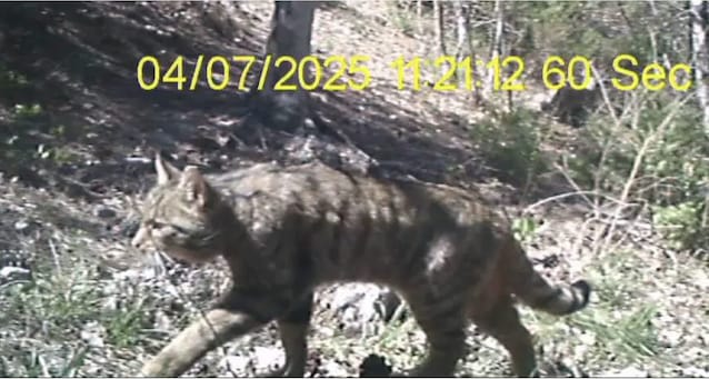 gatto selvatico abruzzo