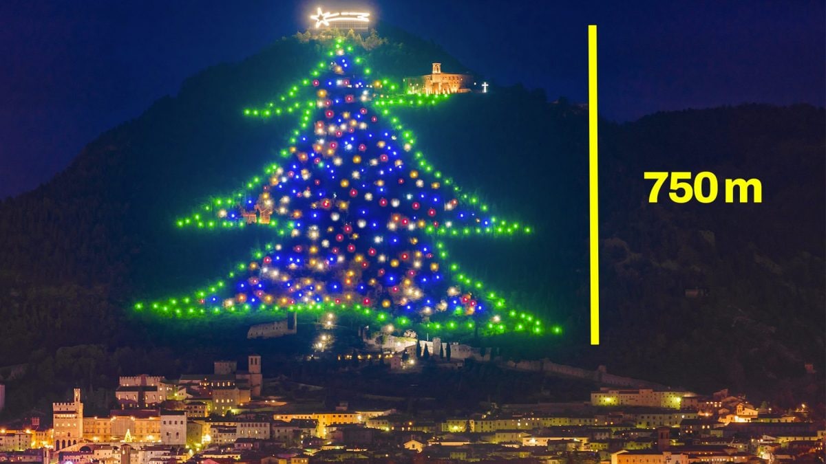 albero-piu-alto-gubbio