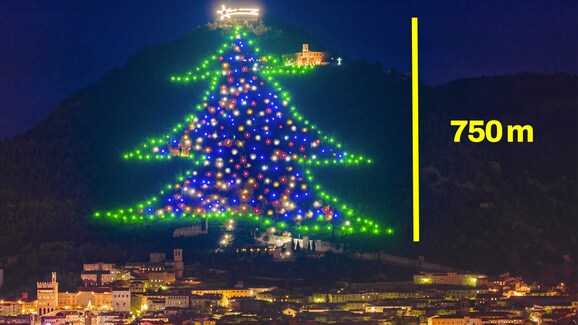 albero-piu-alto-gubbio