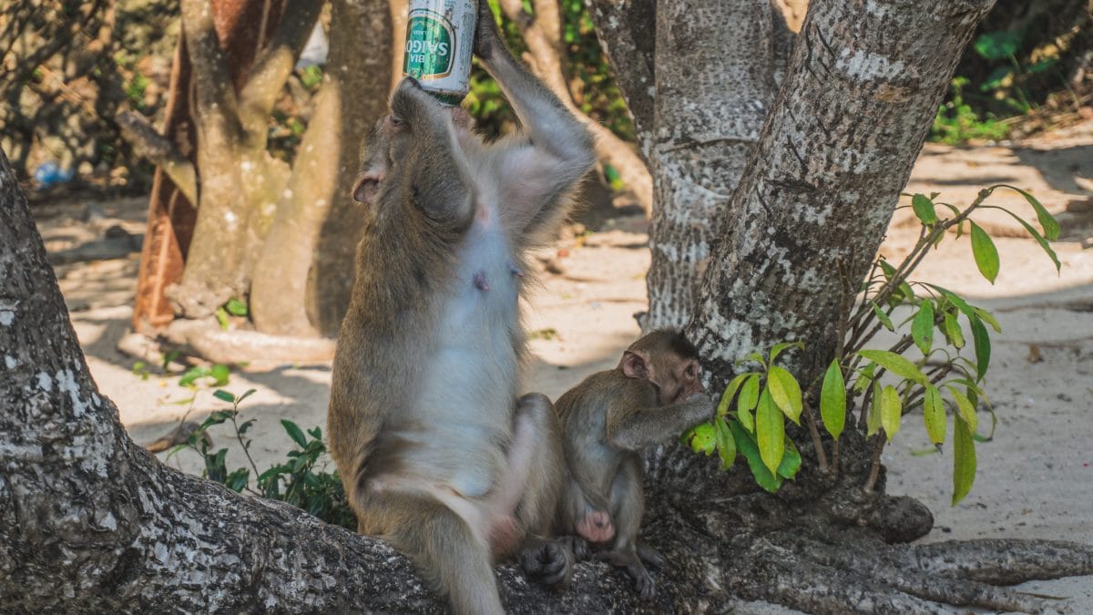 animali che si ubriacano