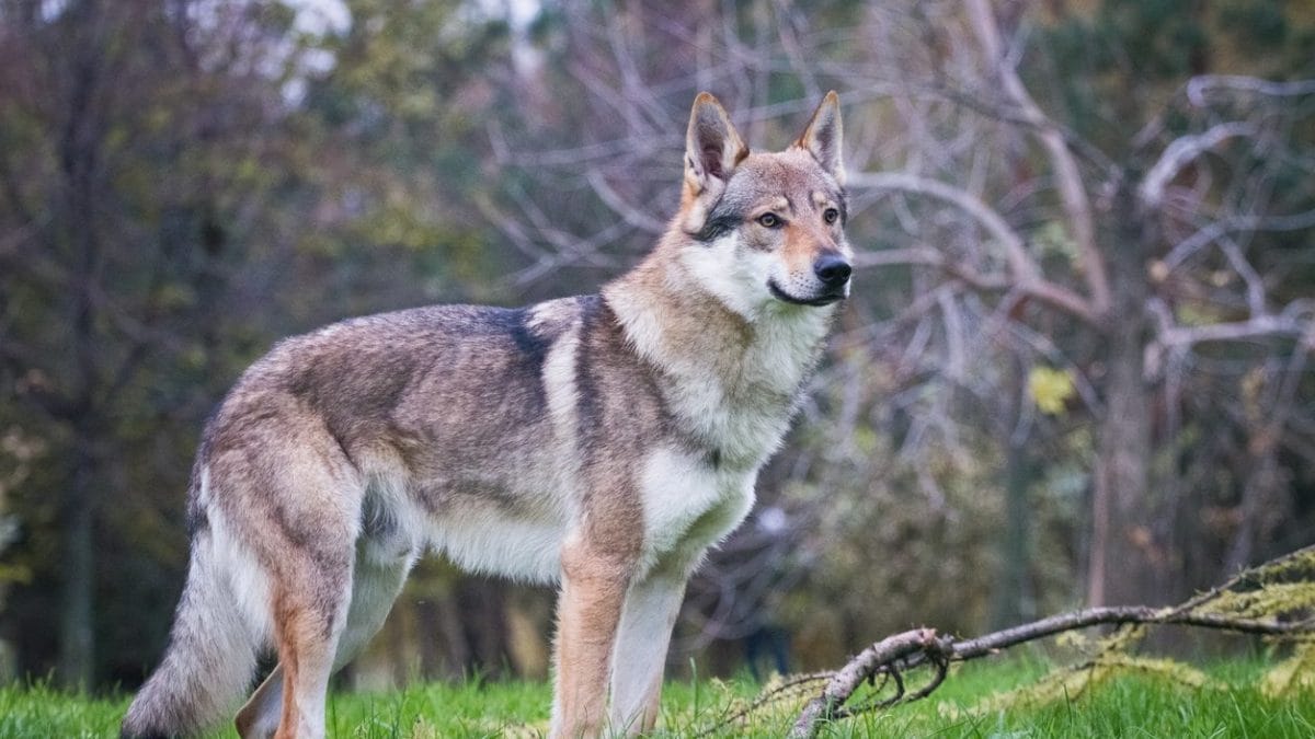 cane lupo cecoslovacco