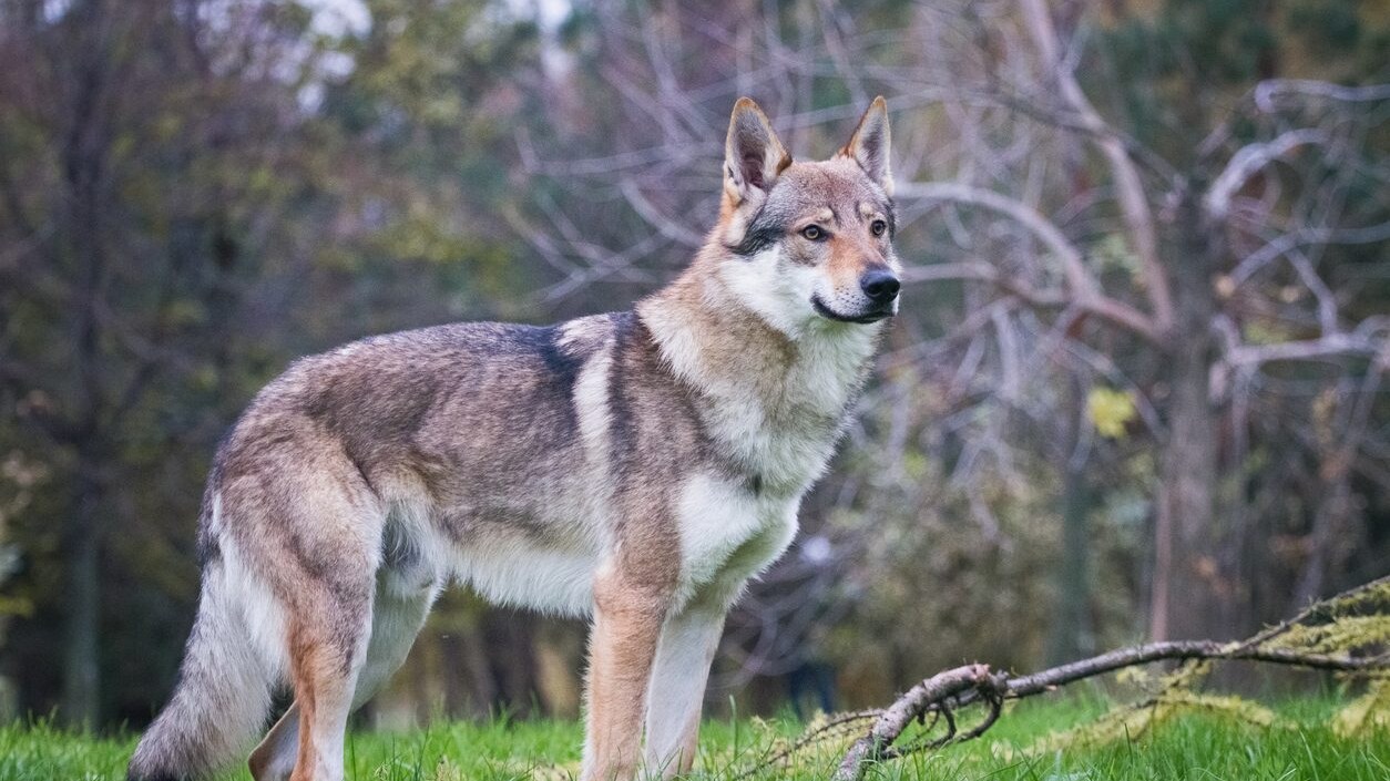 cane lupo cecoslovacco