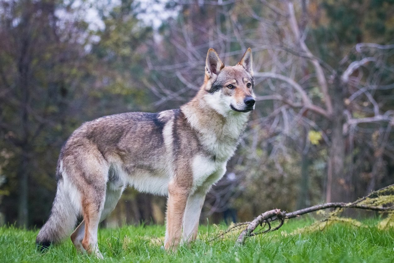 cane lupo cecoslovacco