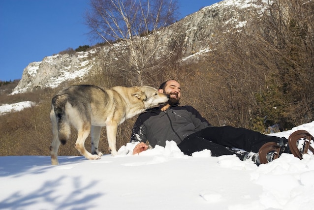comportamento cane lupo