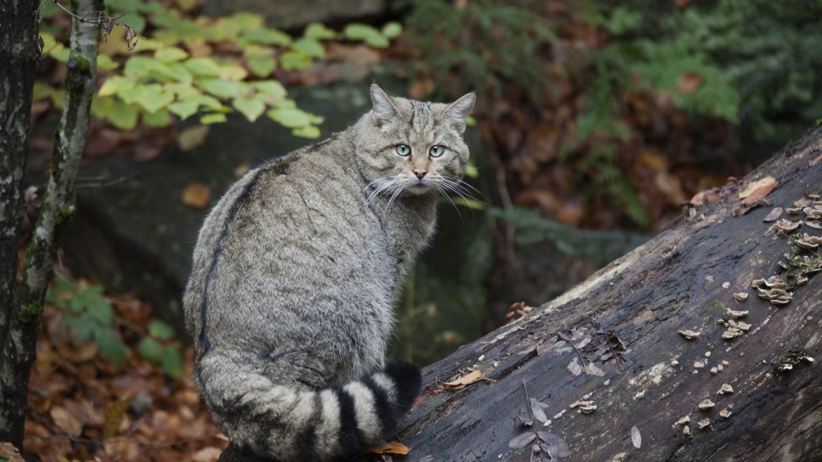 gatto selvatico europeo
