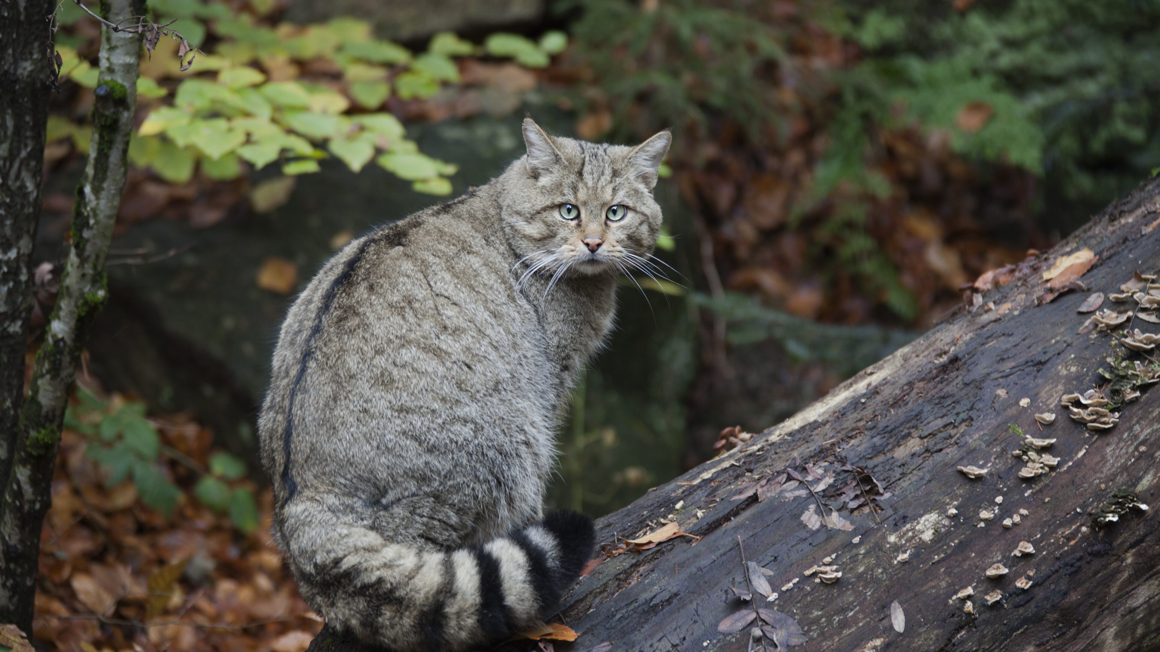 gatto selvatico europeo