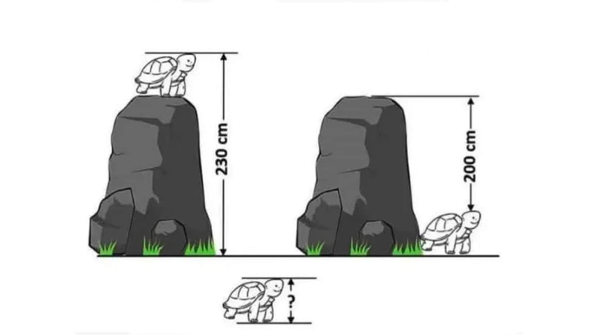 indovinello tartaruga soluzione