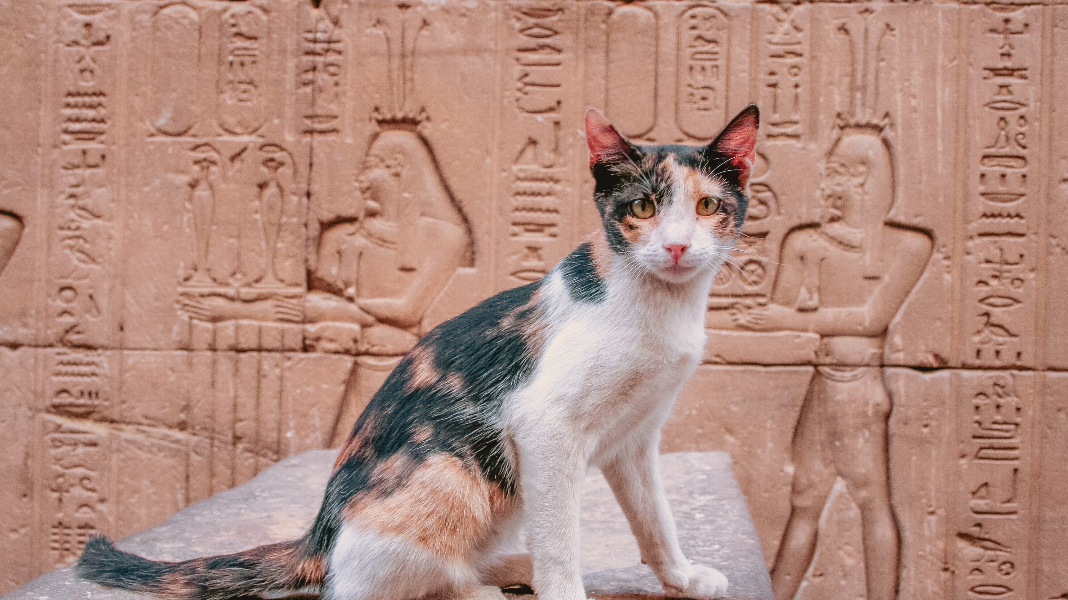 origini gatti domestici