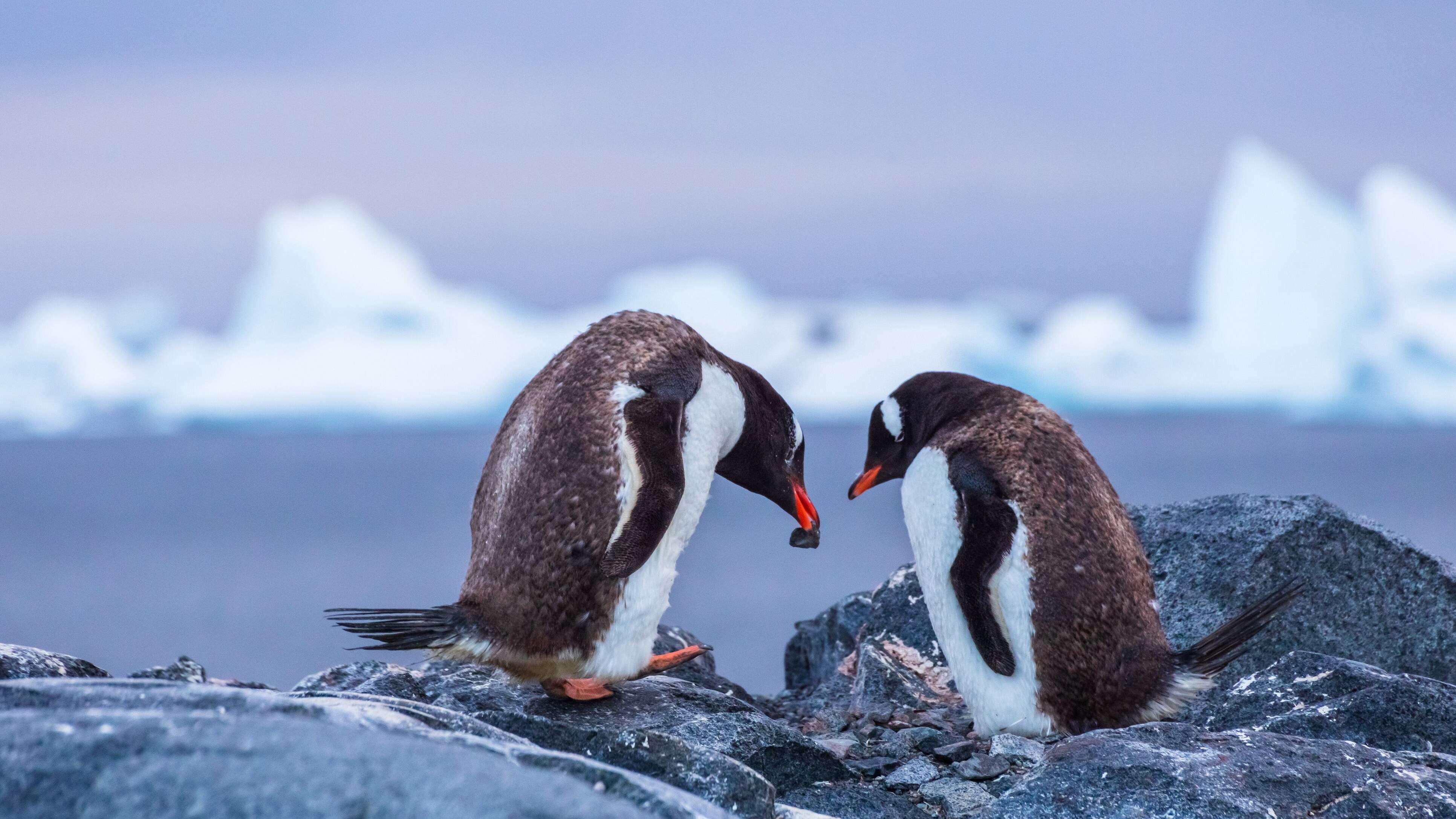Perché i pinguini regalano un sasso per corteggiare: cosa significa davvero il rituale d’amore