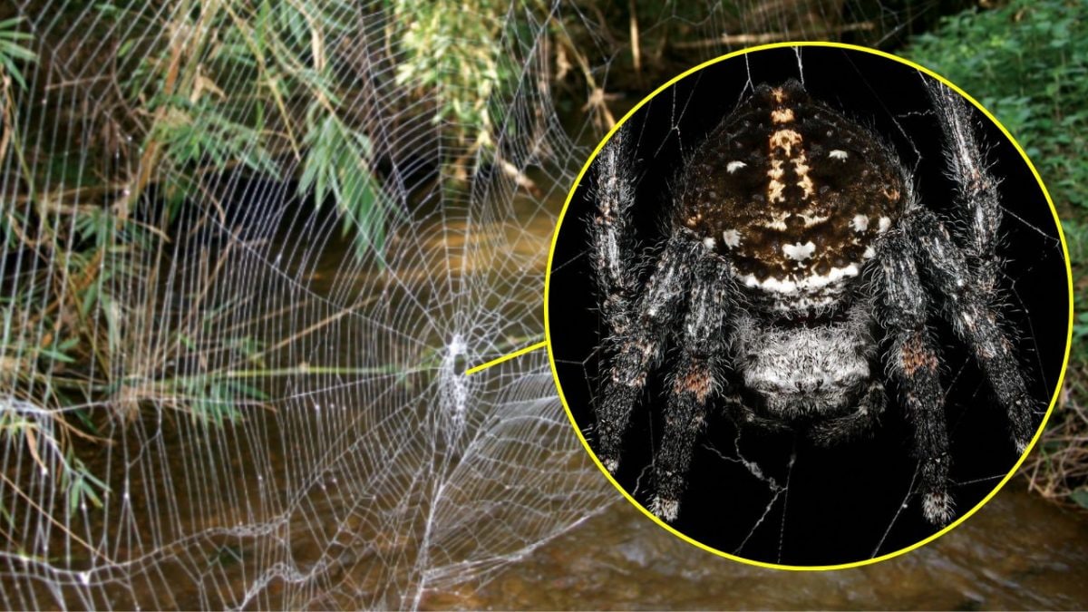 ragnatela più resistente