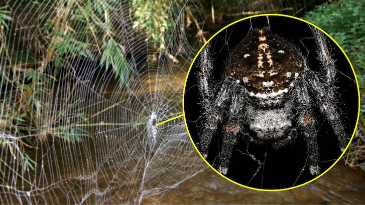 ragnatela più resistente