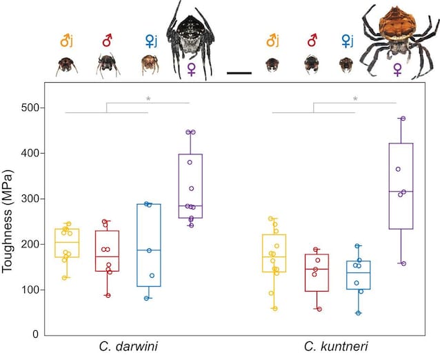 robustezza ragantela
