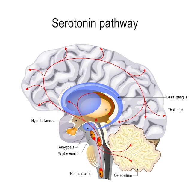 serotonina neuroni