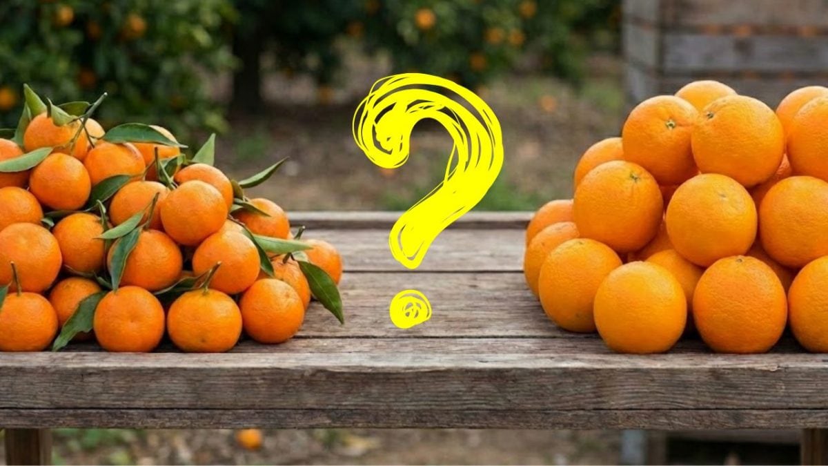 thumb arancia mandarino