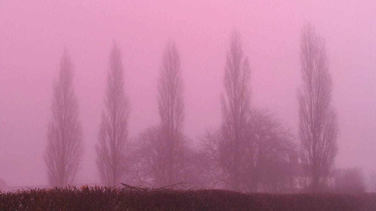 nebbia rosa inghilterra