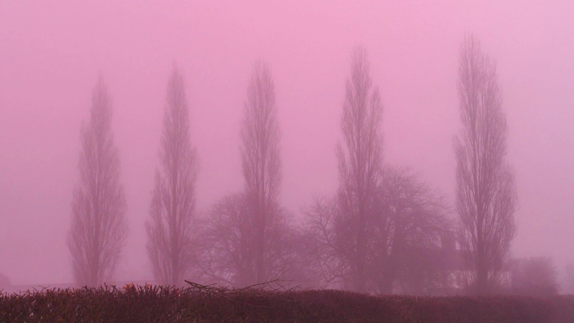 nebbia rosa inghilterra