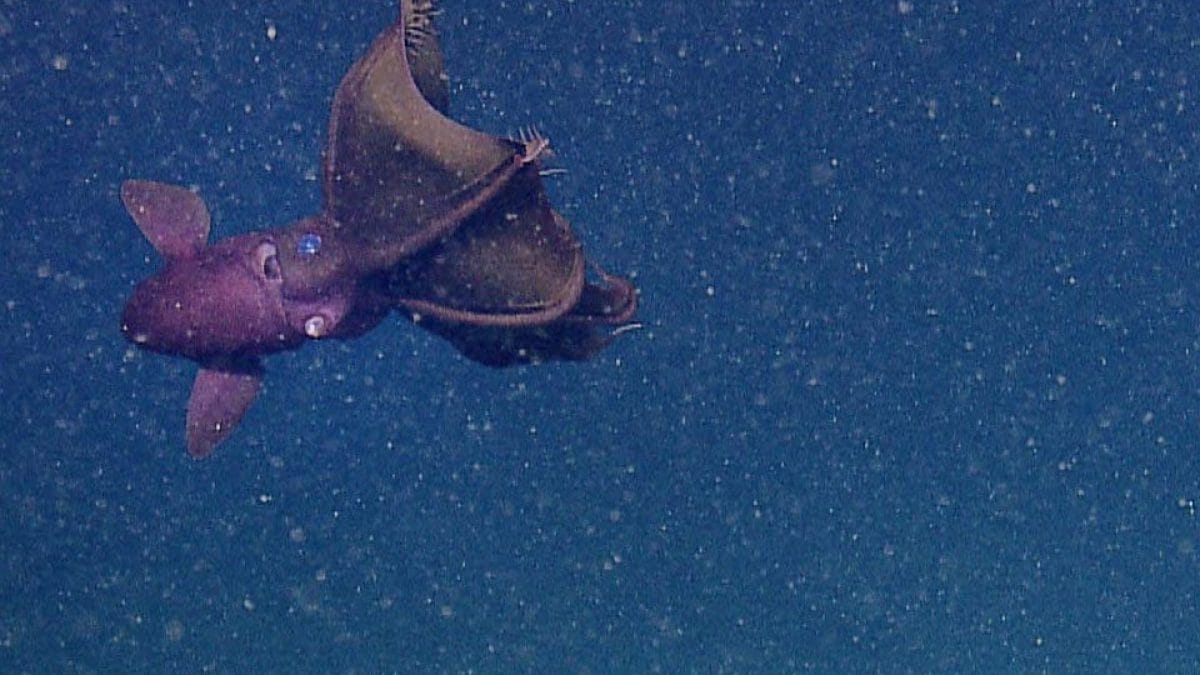 vampire-squid-hires