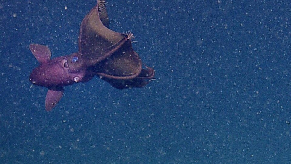 vampire-squid-hires