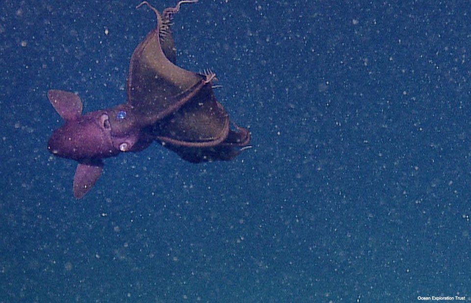 vampire-squid-hires