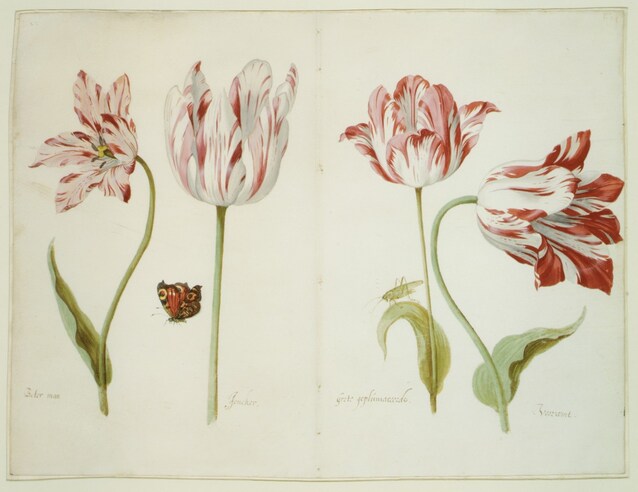 Jacob Marrel, Four Tulips, ca. 1635–45