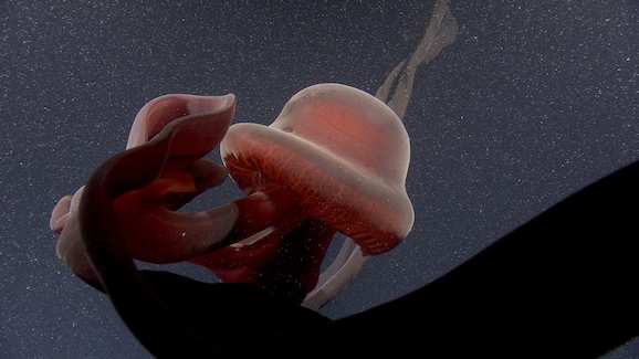 Stygiomedusa_gigantea