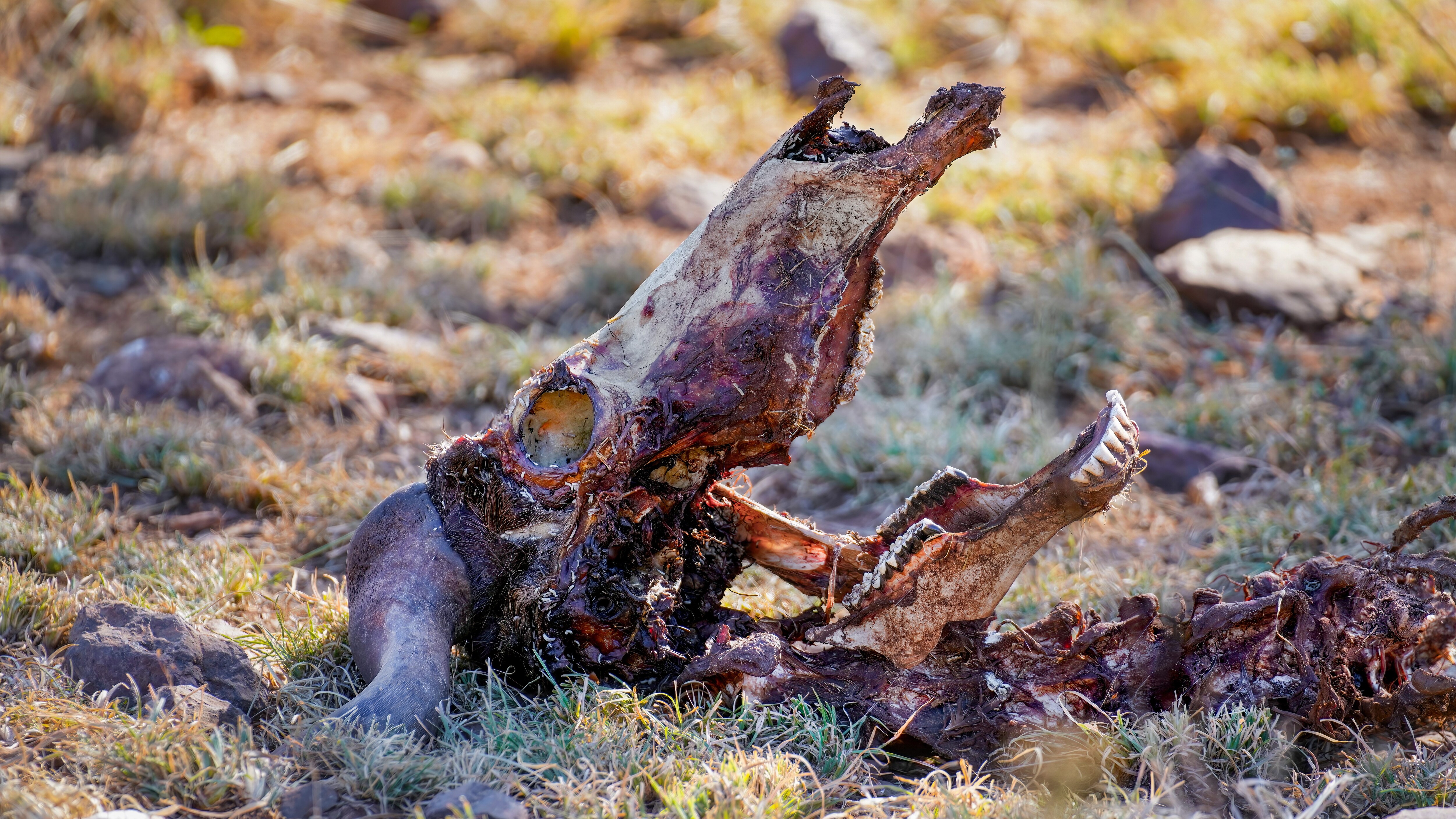 biochimica putrefazione
