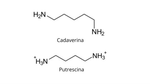cadaverina e putrescina