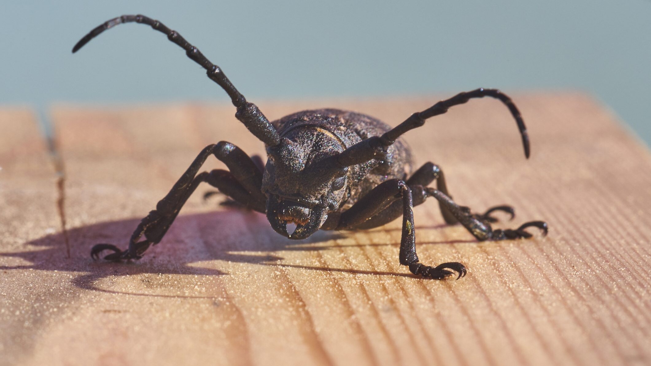 capricorno delle case